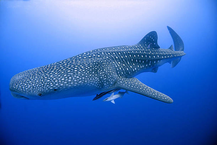 whale shark in egypt. 7 Extreme Adventure Experiences in Egypt for Adrenaline Junkies