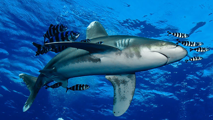 shark diving red sea. 7 Extreme Adventure Experiences in Egypt for Adrenaline Junkies