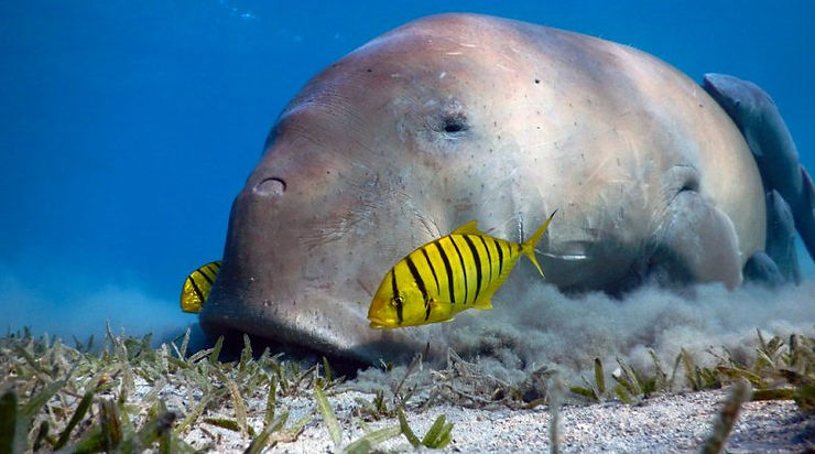 Dugong or sea cow in Abu Dabbab Bay, Marsa Alam, Egypt. Best places to spend new year's in egypt