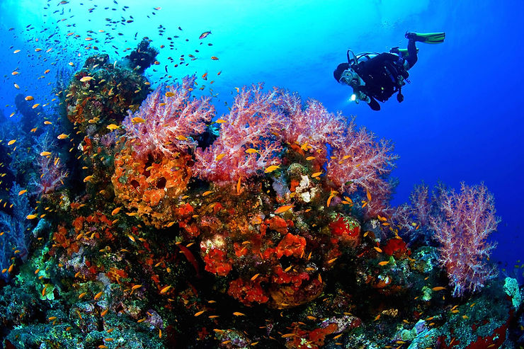 Hurghada diving. 7 Best Diving Destinations in Egypt’s Red Sea For Divers Of All Levels